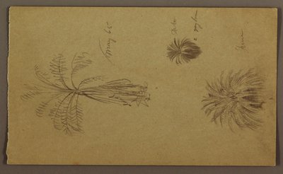 Botanical Sketches by Frederic Edwin Church